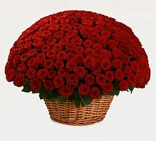 Премиум букет из: Розы в Правдинске Нижегородской области